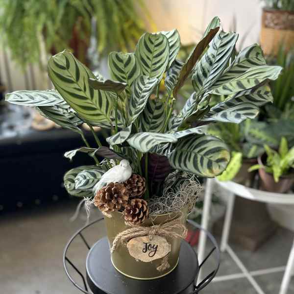 Green Plant in Joy Tin