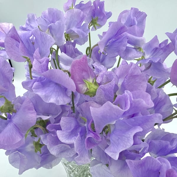 The Sweet Pea Mini Bunch