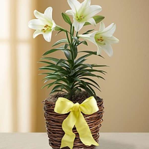 EASTER LILIES