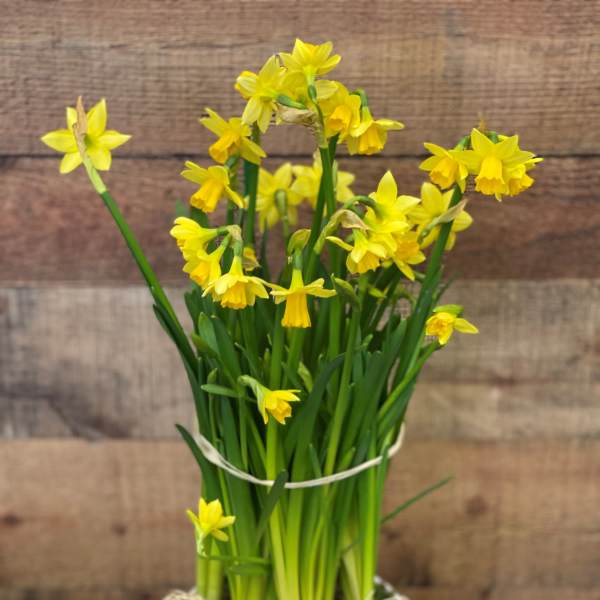 Potted Spring Mini Daffodils