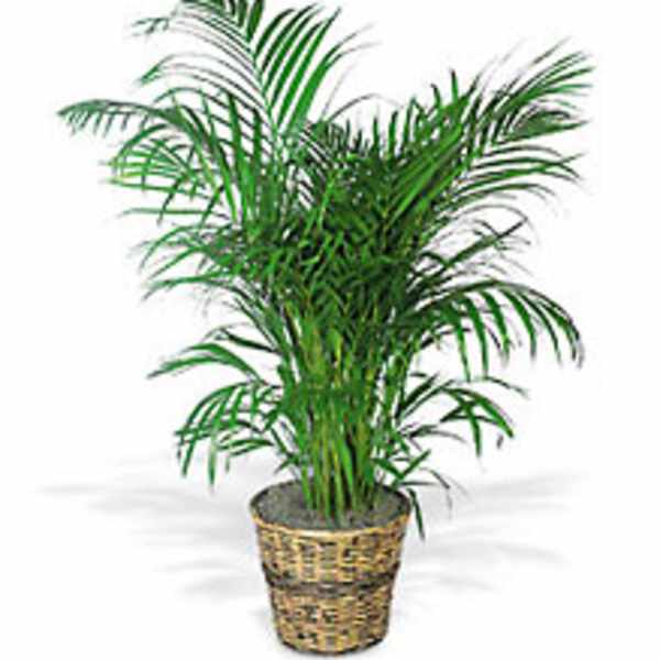 Palm Plant