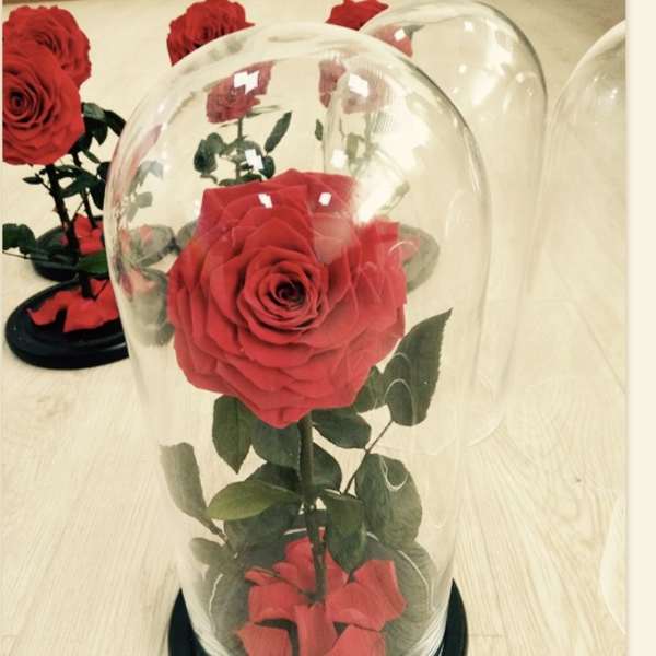 Authentic Preserved Jumbo Roses: Red