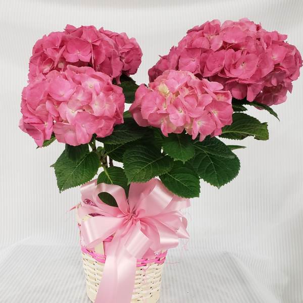 Potted pink hydrangea plant in a woven white basket with a large pink satin bow