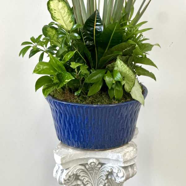 Dish Garden by Westford Florist Floral Art by Veny 12-inches