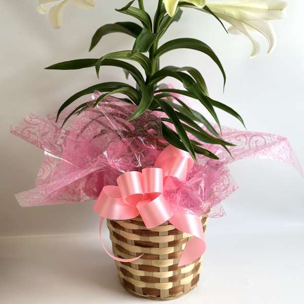 Easter Lily by Barb’s Flowers