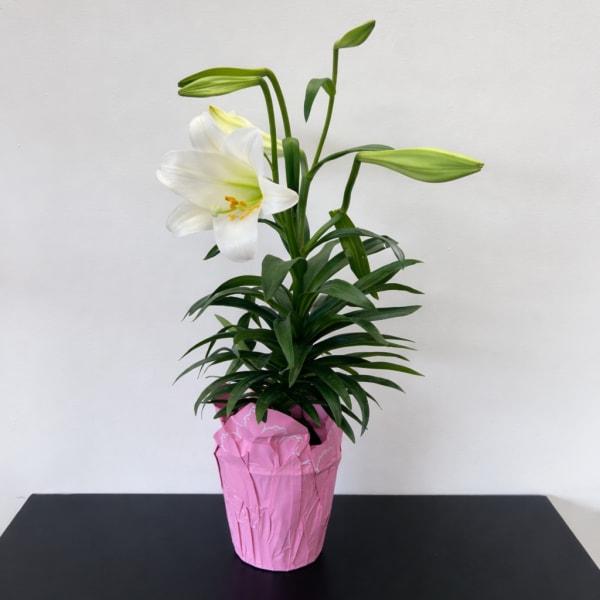 Easter Lily