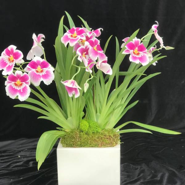 Mother's Day Orchids #5