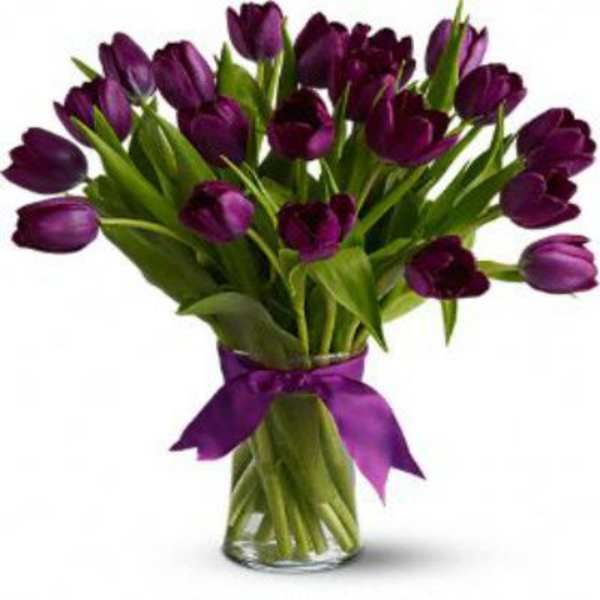 Spring purple Tulips