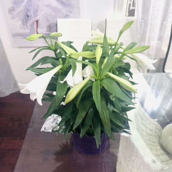 Fragrant Easter Lily Plant