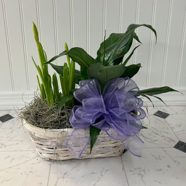 Green potted plants in a white basket with moss and a large purple ribbon bow