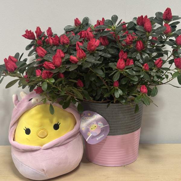 Azalea & Easter Chickie