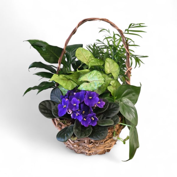 8" Blooming Dishgarden