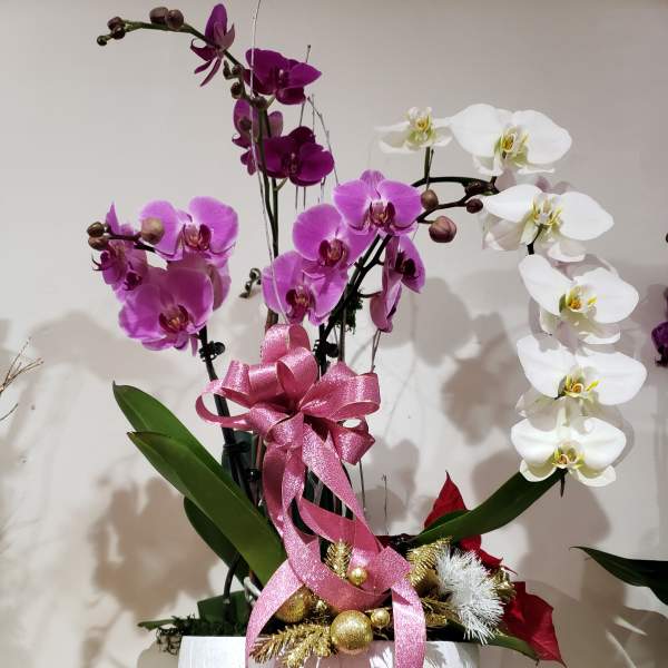 Xmas Orchid Grand