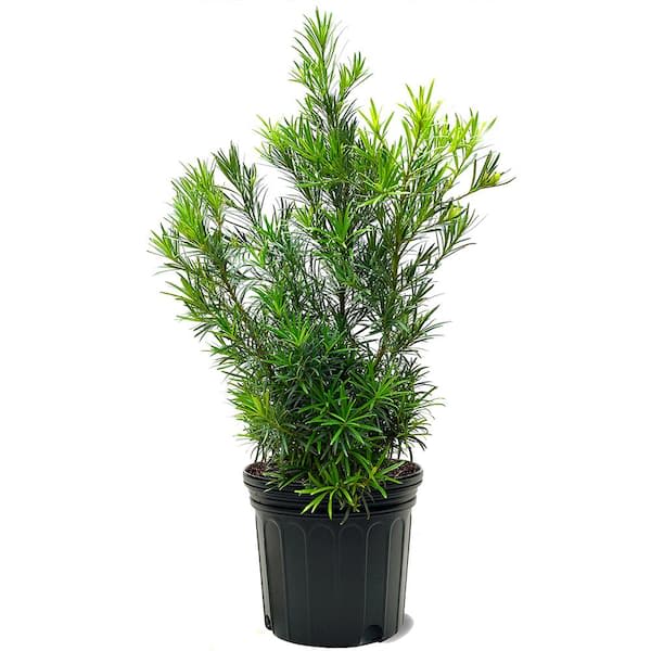 Tall green foliage plant in a black plastic pot