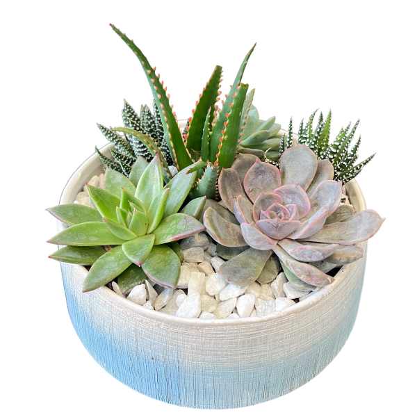Spring Succulent Garden