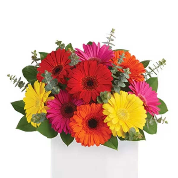 Bright mixed gerbera daisy arrangement in a low white cube vase
