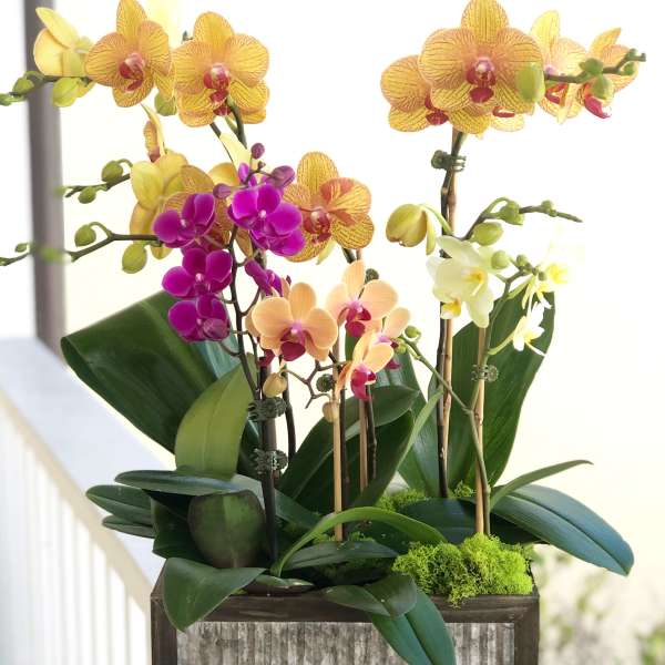 Bright Orchids