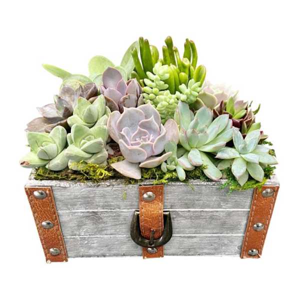 Leather Trunk Succulent Garden