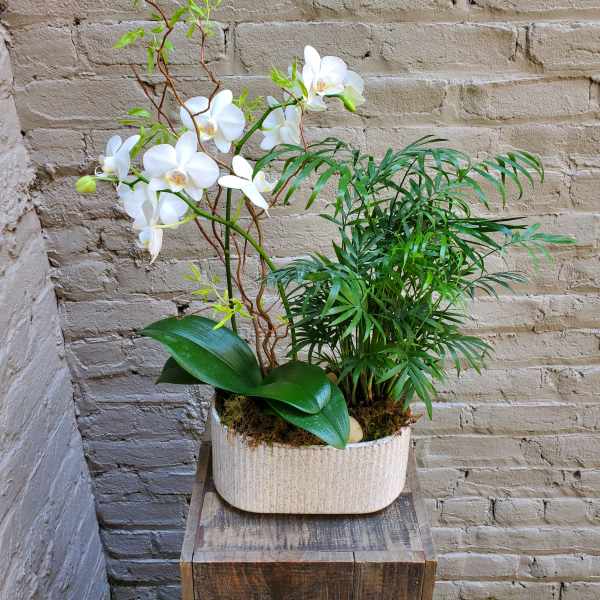 Potted Mini Orchid Planter