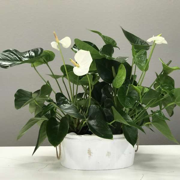Double White Anthurium Plant