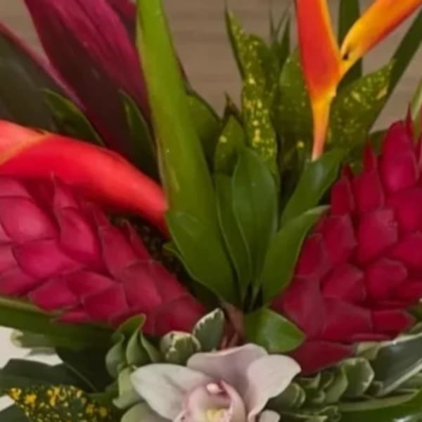 DESIGNER'S CHOICE MODERN TROPICAL