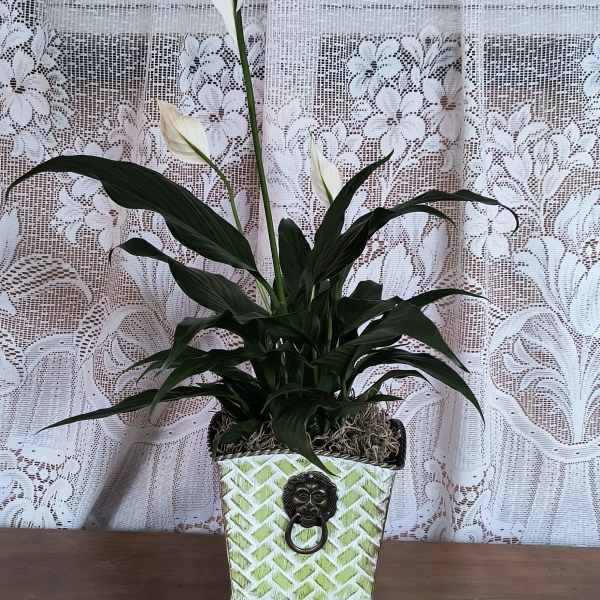 Lions Head Ornate Planter Small Peace Lily