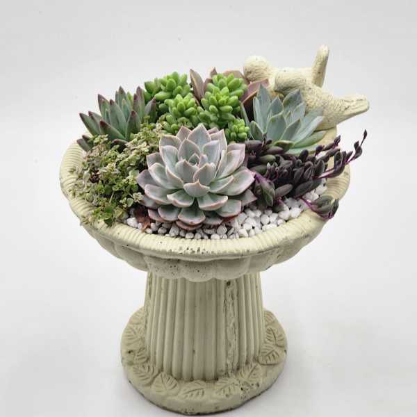 Bird Bath Succulent Planter