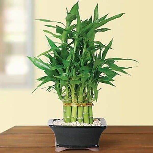 Potted lucky bamboo plant with clustered green stalks in a black rectangular pot with white stones