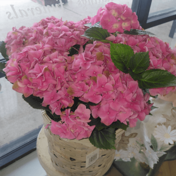Hydrangea Plant