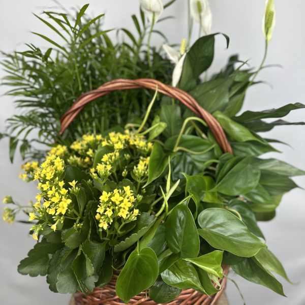 XX-Large Dishgarden with Blooming plant