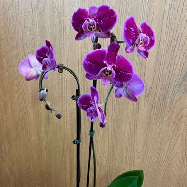 Phalaenopsis Orchid 6 Inch- Purple