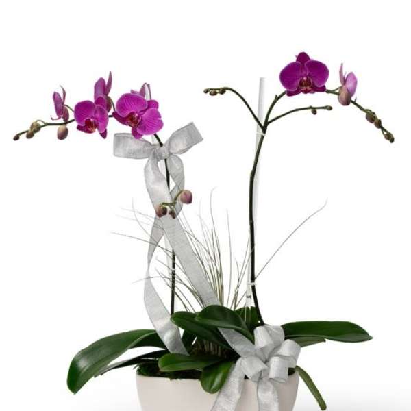 Potted purple orchid plant with silver ribbon bows in a white ceramic bowl