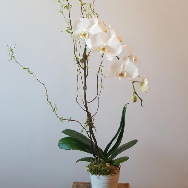 Tall potted white orchid in a white ceramic pot displayed on a wooden stool