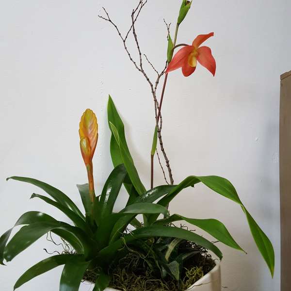 Mixed tropical plant with an orange orchid bloom in a white ceramic container.