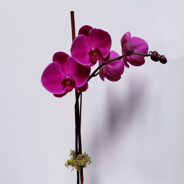 Summer Purple Orchid