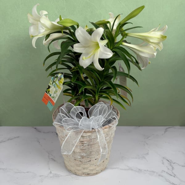 8" Double Easter Lily Plant