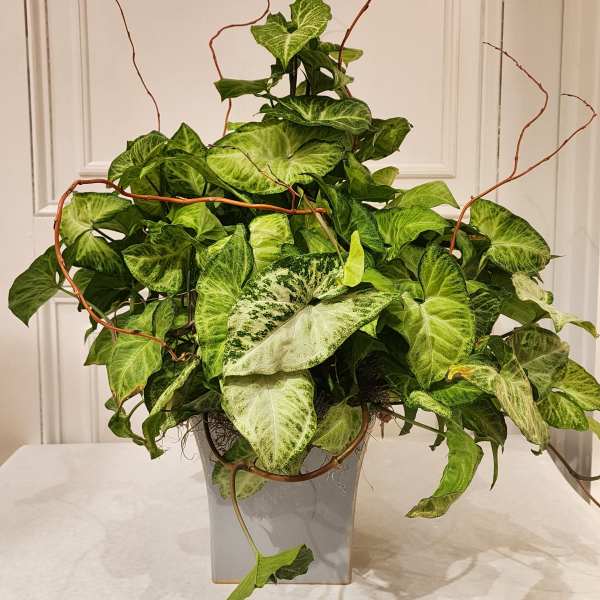 Arrowhead Plant on Pole