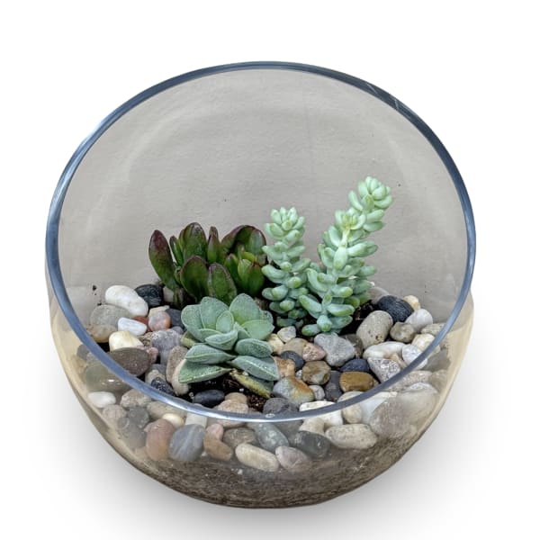 Glass Succulent Bowl