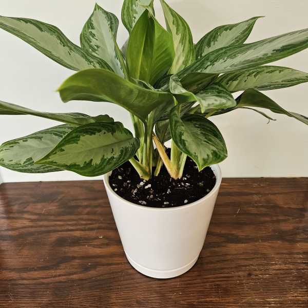 Aglaonema 'Silver Bay" 8 inch
