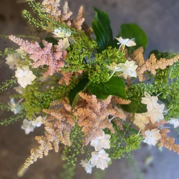 Astilbe