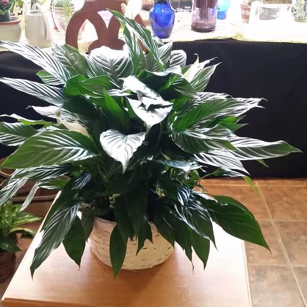 Peace lily - Easy care, in a basket