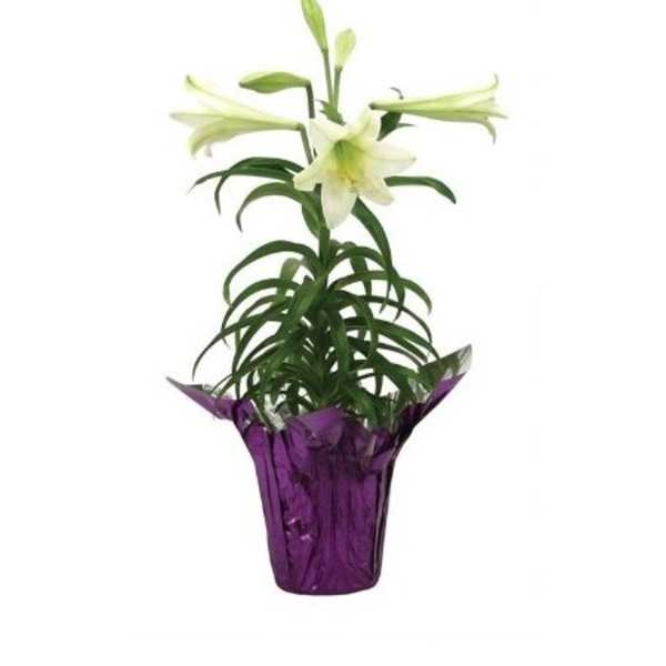 Potted white lily plant with trumpet blooms in purple foil wrap