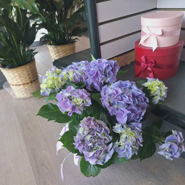 Purple Hydrangea Plant