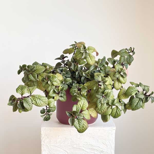 Swedish Ivy in Fluted Teal Pot