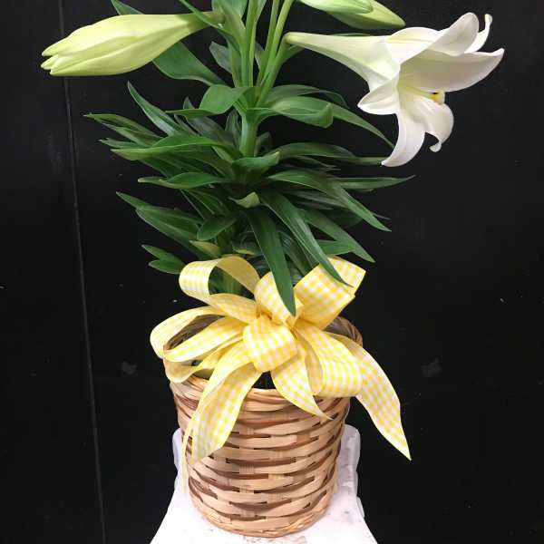 Potted white lily plant in a woven basket with a yellow checked bow