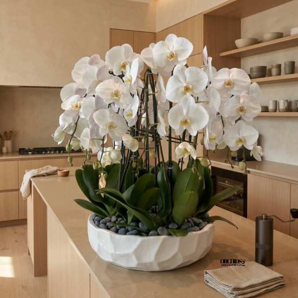 White Phalaenopsis Orchids – Grand Elegance Collection