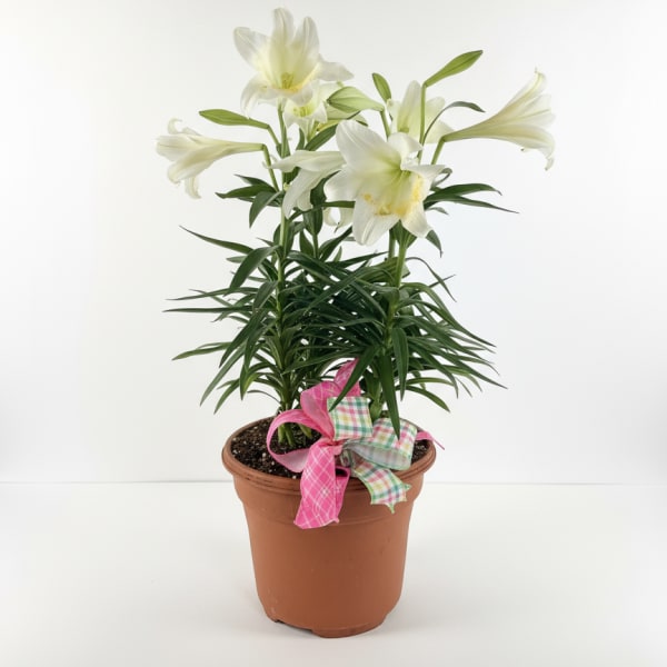 Easter Lily