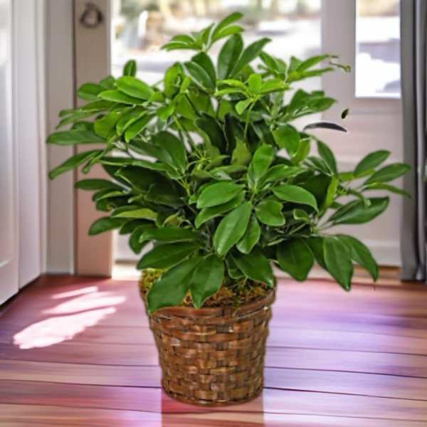 Schefflera Plant