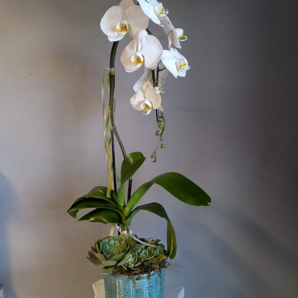 Tall white orchid plant with yellow centers and green succulents in a blue-green ceramic pot.