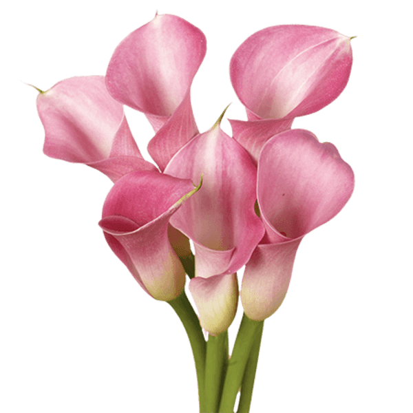 Pink Mini Calla Lily